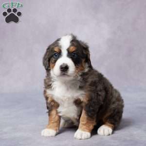Andy, Mini Bernedoodle Puppy
